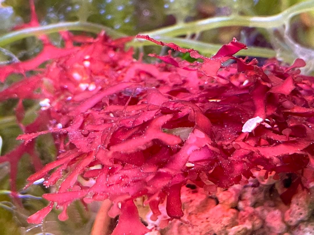 【匿名・宅急便】　12/14まで　赤色海藻　セット　紅藻　+褐藻+緑藻 海藻