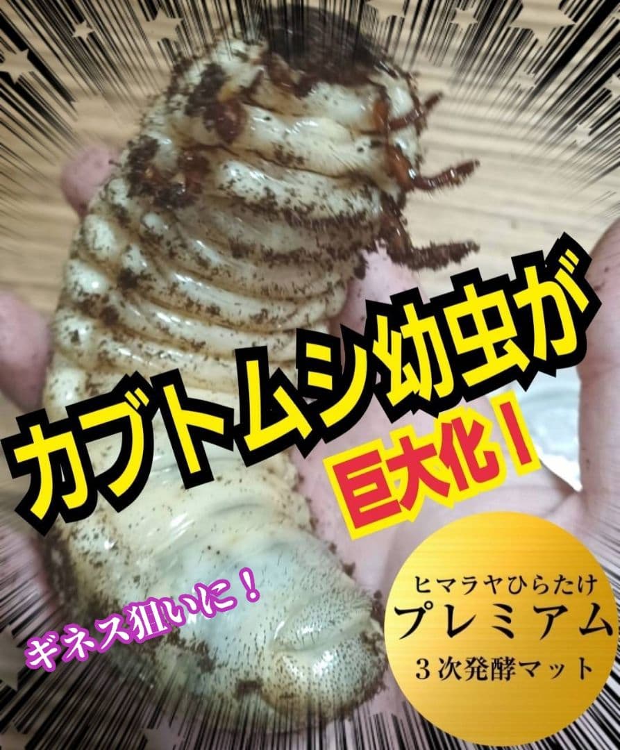 ヘラクレスが巨大化！プレミアム3次発酵カブトムシマット　60リットル　産卵にも！