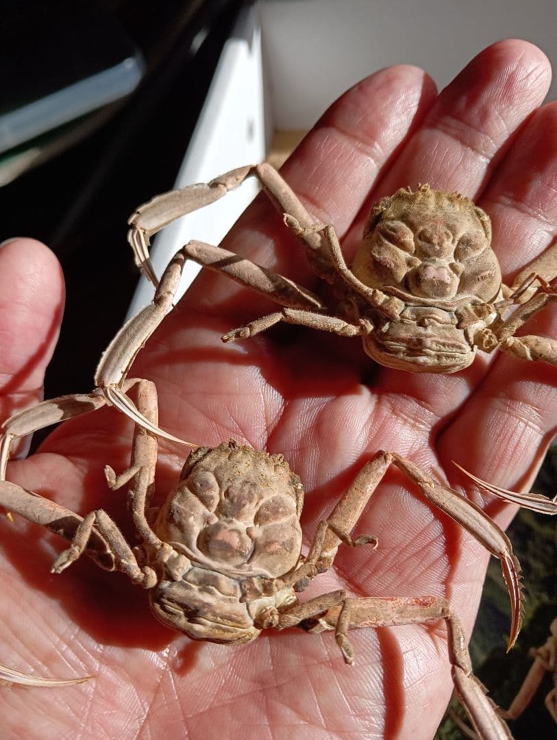 稀少レア平家怨霊瀬戸内海産人面蟹ペア源平合戦古戦場立体リアル標本ペア２点セット