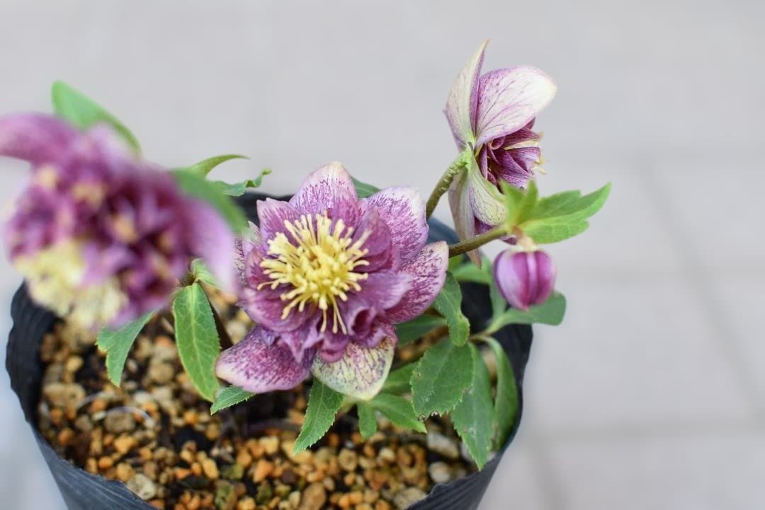 認定　アンティークモーリー　クリスマスローズ開花株