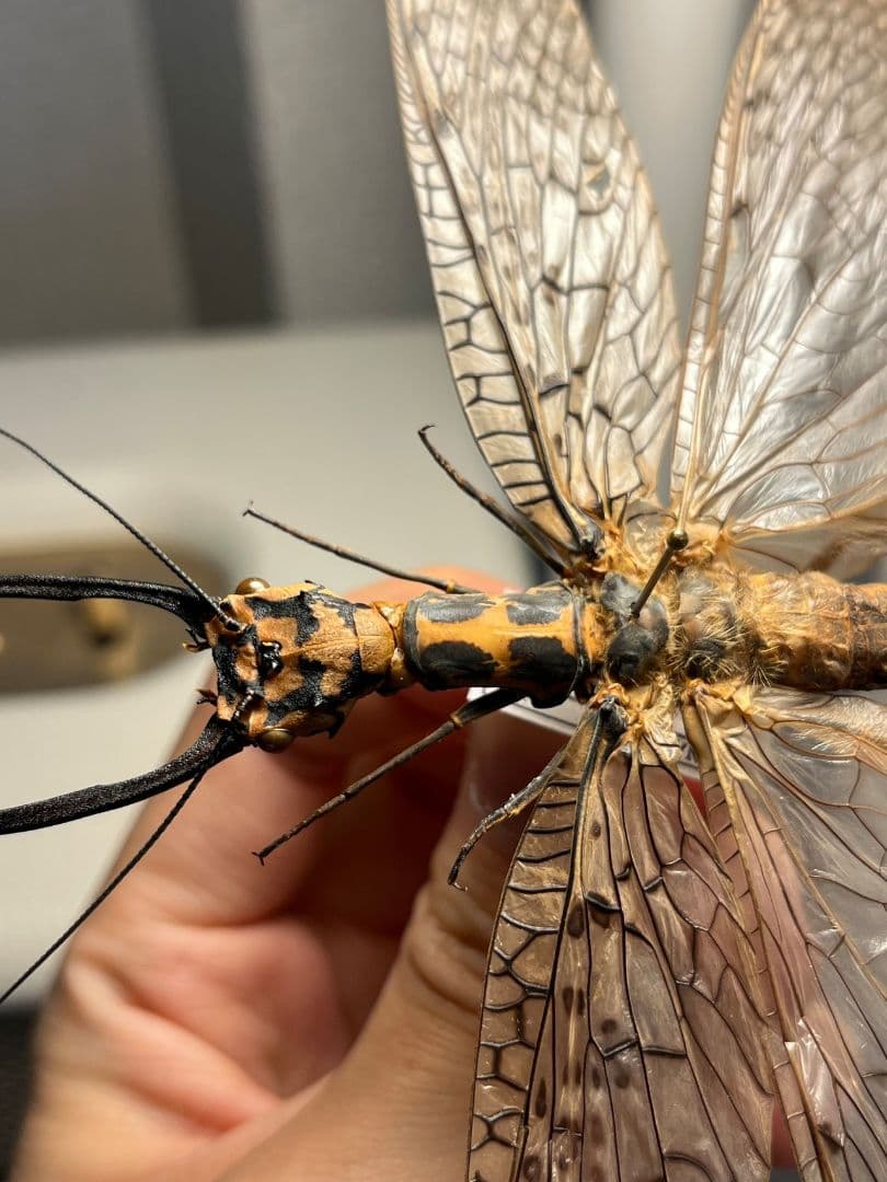 【蜻蛉希少種】キマダラオオキバヘビトンボ オオアゴヘビトンボ 昆虫標本