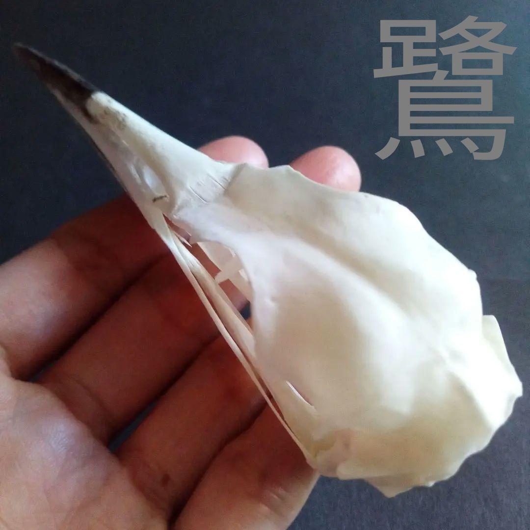 アオサギ　鷺　頭部　頭骨　スカル　極美麗標本