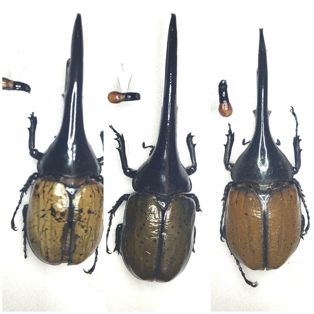 ヘラクレス3亜種 バリエーションセット