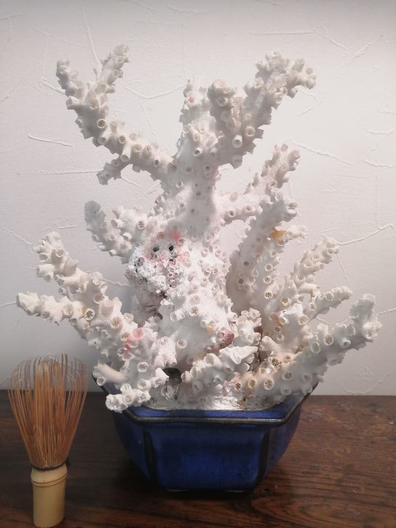 インテリア 大きめ 珊瑚 置物 34×25×27cm 4.2kg