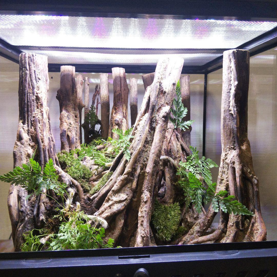 【受注生産】グラステラリウム3030　イモリウム　苔テラリウム　アクアテラリウム