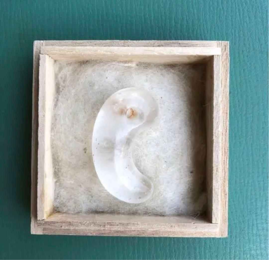 勾玉　（m）　箱付き