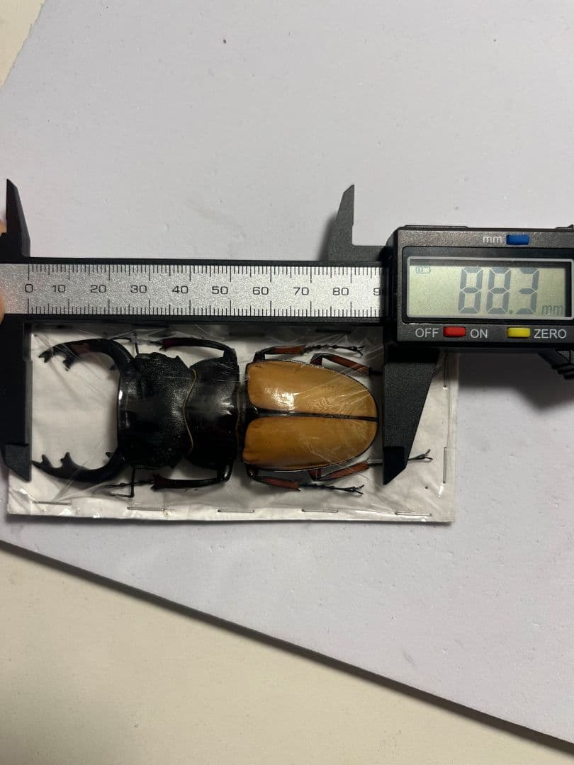 【88mm】 フェモラリスツヤクワガタ 昆虫標本 ファブリースノコギリクワガタ