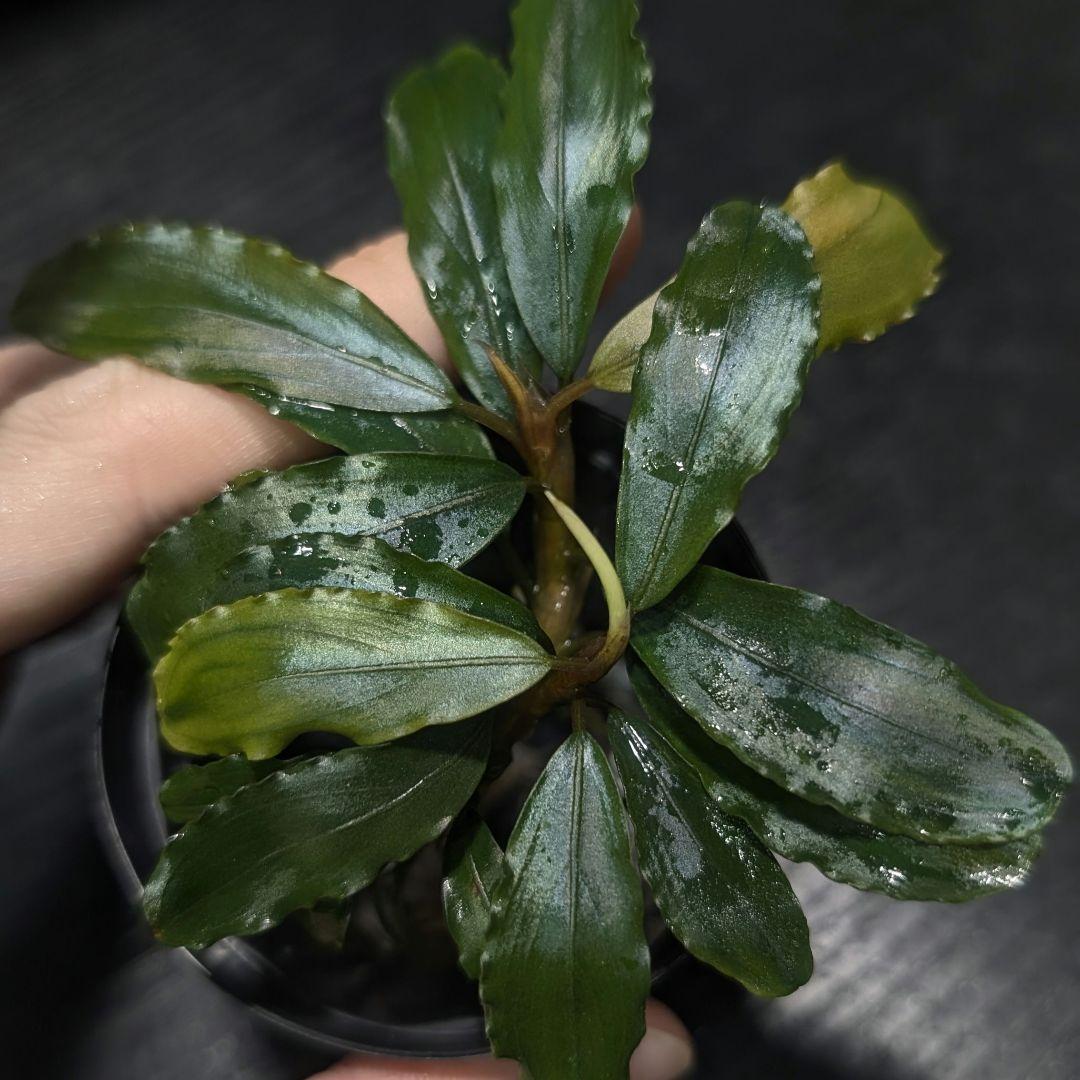 【HW便】Bucephalandra sp.\