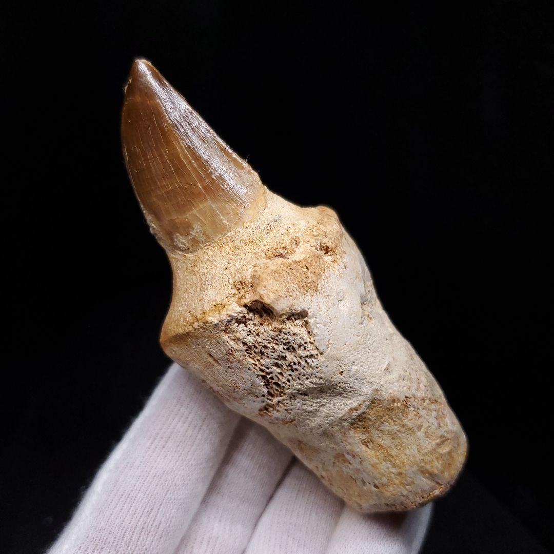 歯根付き モササウルス 化石 歯 本物 モロッコ産 90.49mm mos131
