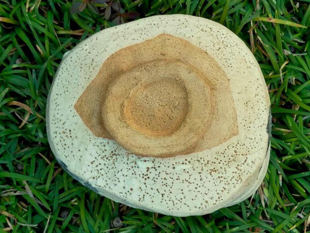 ♥美濃焼　志野　茶碗　桐箱　仕覆　付き　骨董品