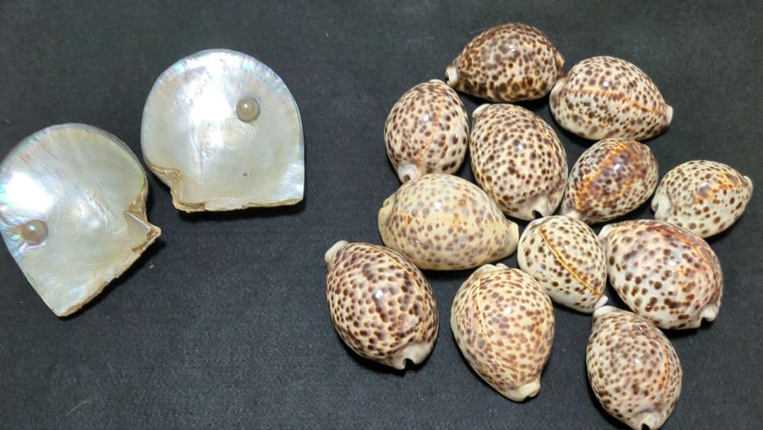 下*田様 貝殻　まとめ売り　（タカラ貝等々…）　標本