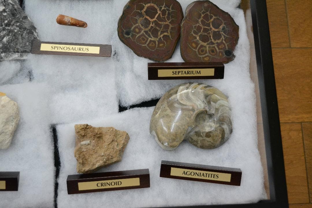 大型化石 10点 (大型ガラスケース・認定証付き)