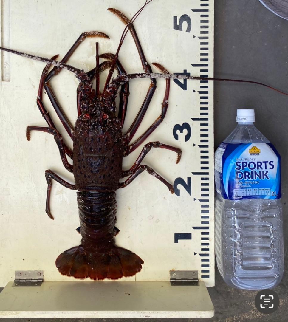 穴釣り竿 伊勢海老竿 ハンドメイド ロッド 布袋竹 テトラ 和竿 漆塗 研ぎ出し