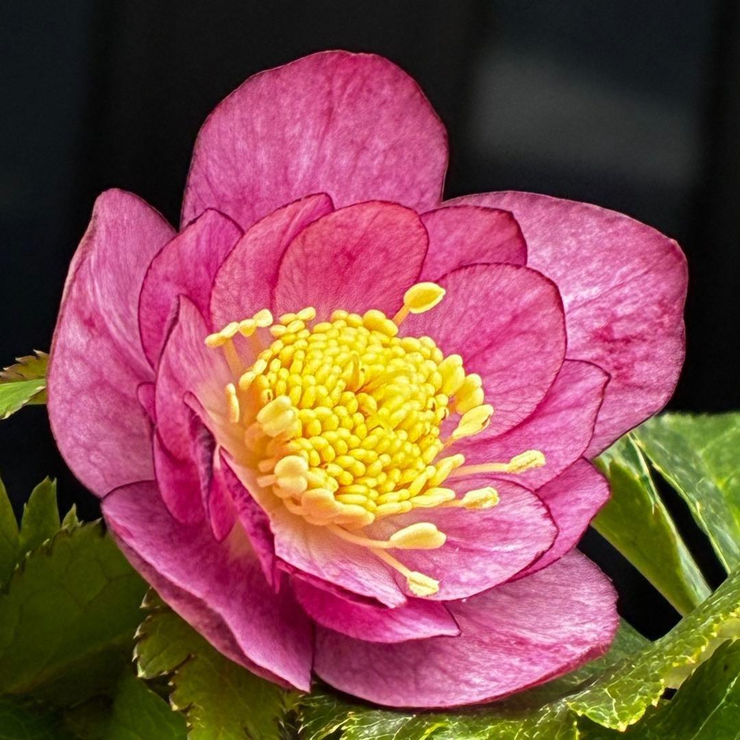 ˙*⋆様 3539☘️蕾花タグ付☘️蜃気楼交配⭐️特殊発色⭐️小輪⭐️オーレア⭐