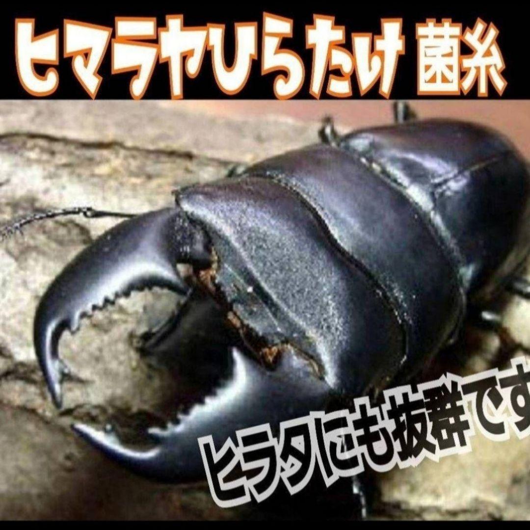 極上！ヒマラヤひらたけ菌糸瓶　800ml【10本】ニジイロクワガタにお薦め！