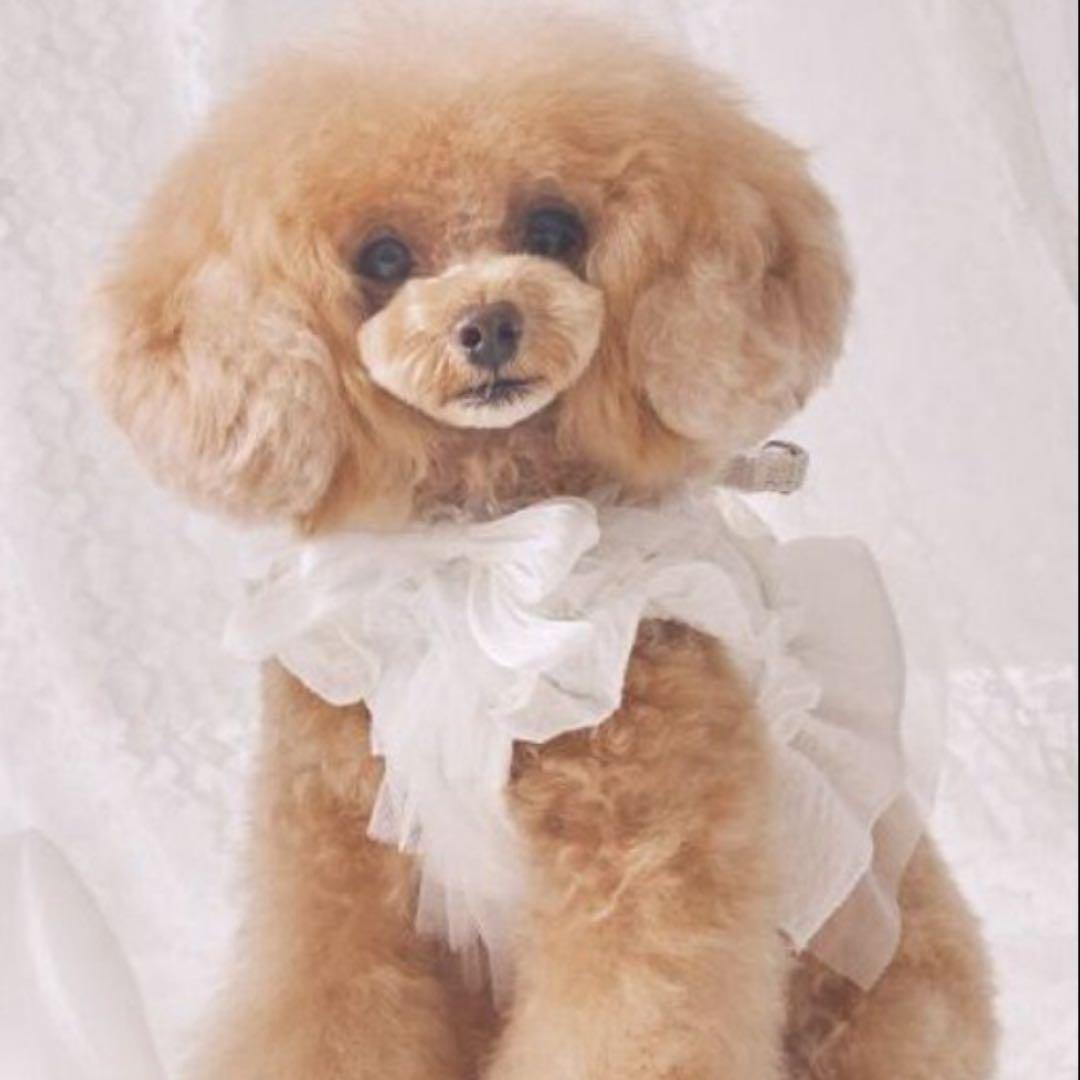 シェリークチュール　 cherircouture フリフリハーネス　ホワイト　S