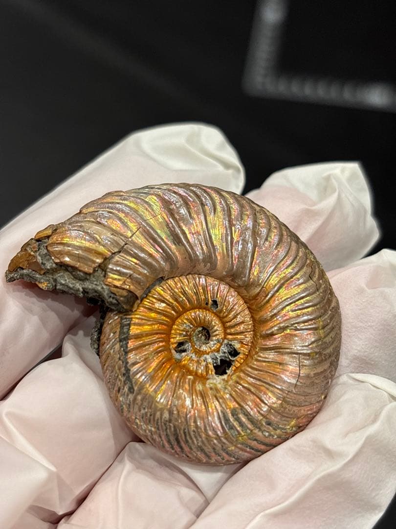 化石　クエンステッドセラス　アンモナイト