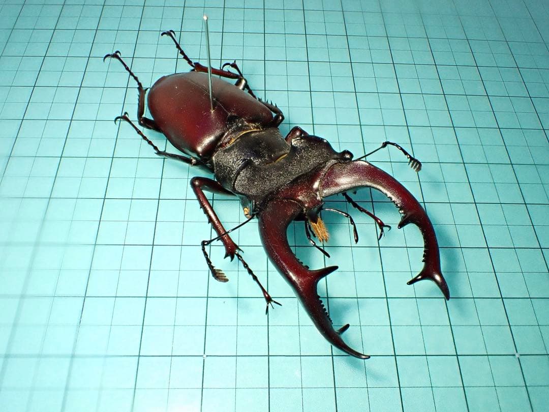 【標本】希少産地　ヨーロッパミヤマクワガタ　セルビア産　70.3ミリ　野外品