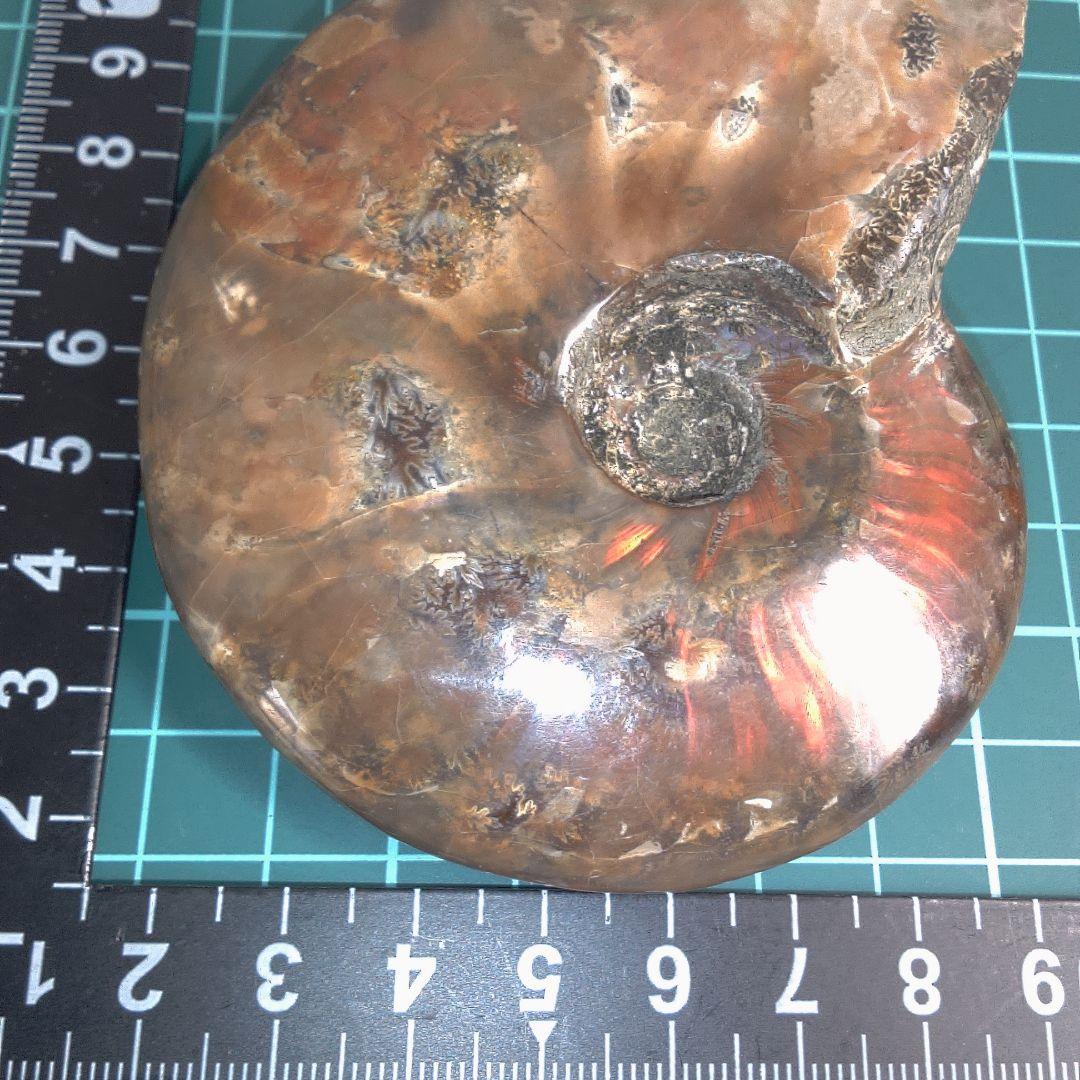 小物１ アンモナイト化石 光沢あり