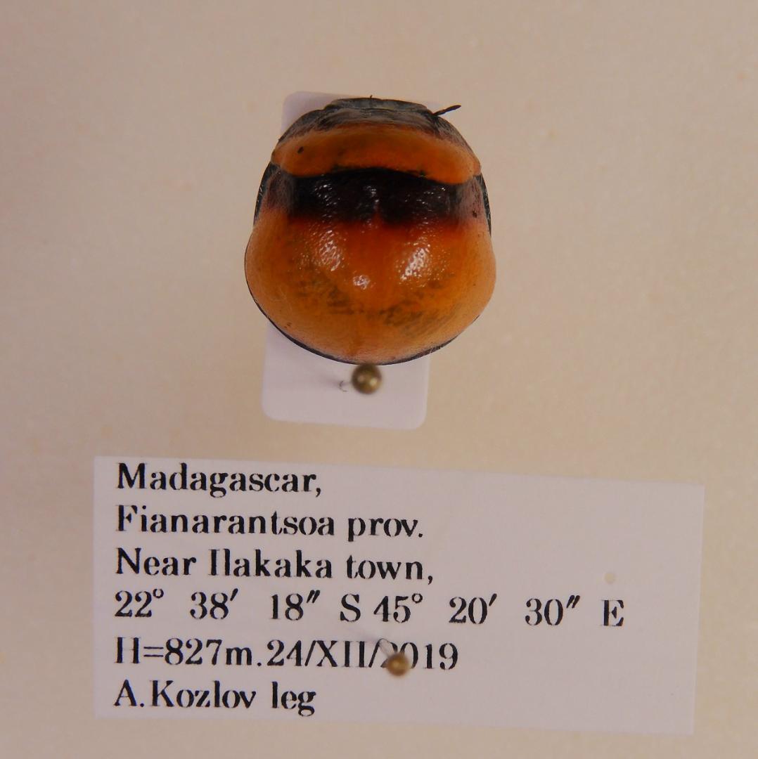 マダガスカル産　カメムシ　13mm