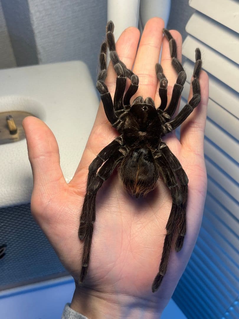 【特大標本】ボリビアンスティーリーブルータランチュラ LS17cm程ムカデ
