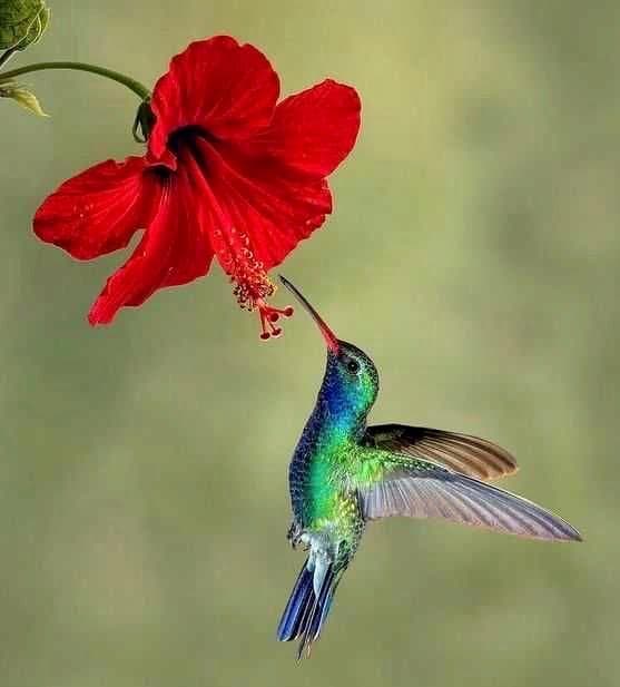 a*u様 ヴィンテージ　ハチドリ　ハミングバード　アメリカ製　ステンドグラス　モ