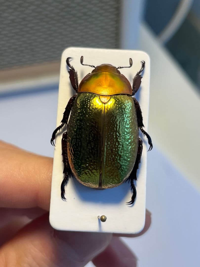 【最新作】ボウカルディプラチナコガネ Chrysina 頭が赤！昆虫標本
