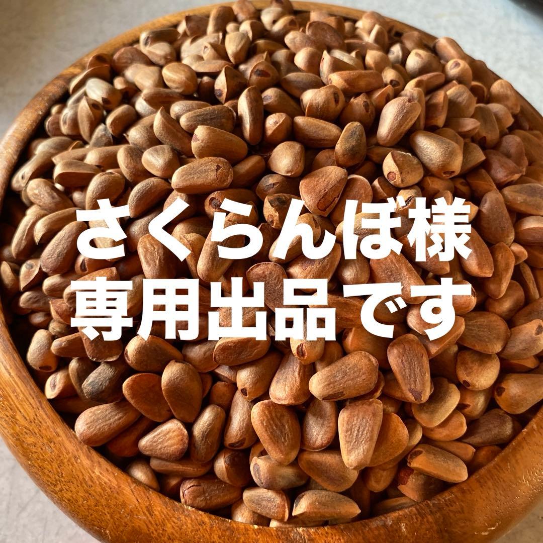 北海道十勝産　殻付き松の実1.5キロ