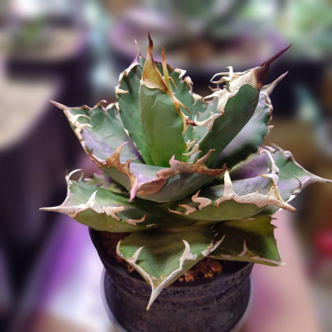 チ*ン様 アガベ 　九尾狐①　鉢ごと匿名発送！