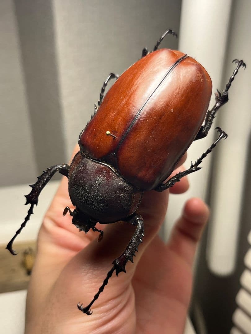 【超特大♀】セラムドウナガテナガコガネ テナガカミキリ昆虫標本 甲虫タランチュラ