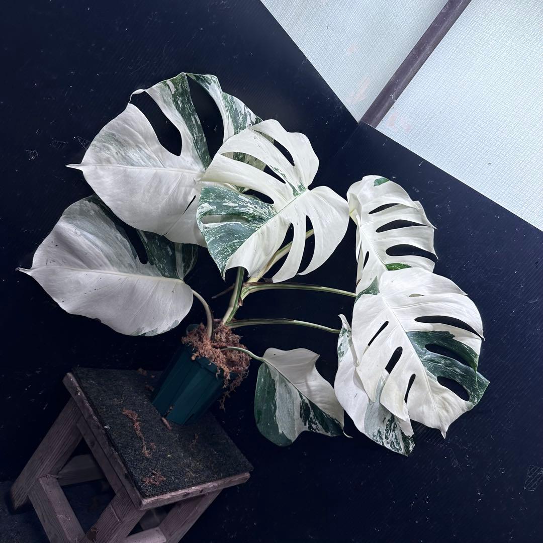 L*）様 斑入りモンステラ ホワイトタイガー極美大株66cm白斑多