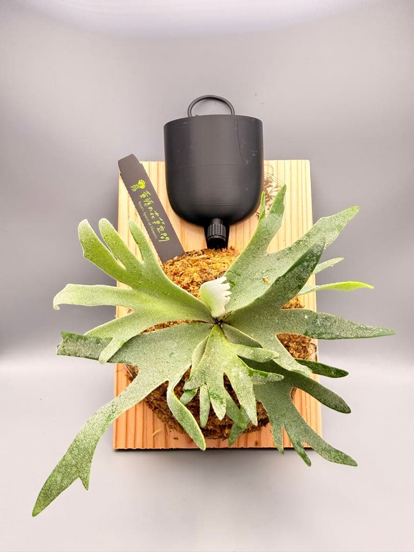 Antoni Gaudi　ビカクシダ Golden Boy spore