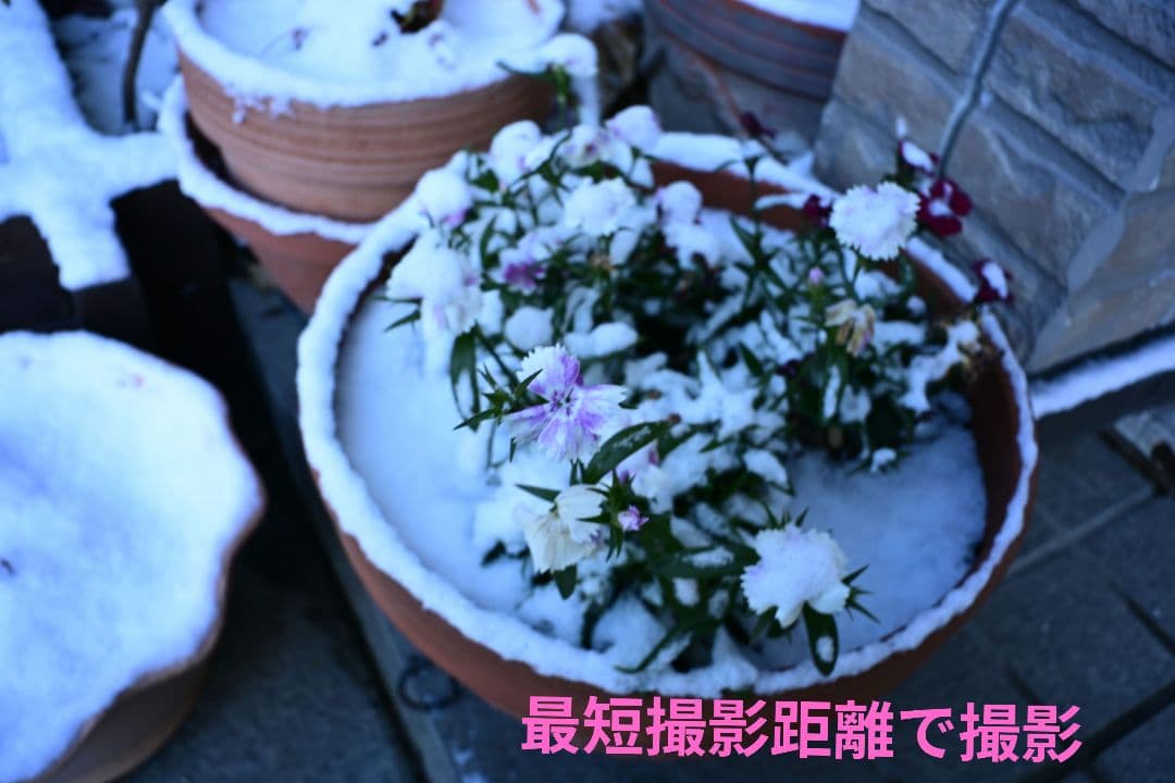 【美品】Nikon Z fc ブラック ＆ ボディキャップレンズ♢オマケ多数！