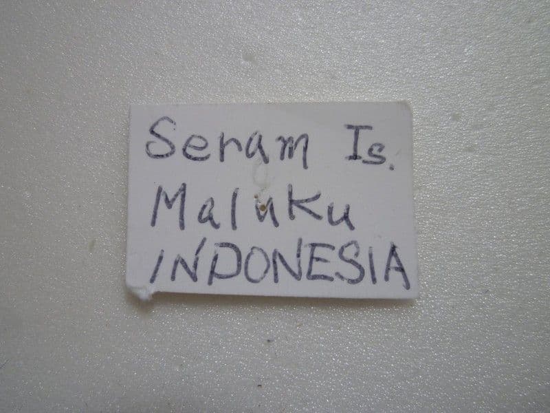 や*ん様 【外国産蝶標本】ゴライアストリバネアゲハ♂/インドネシア.セラム島産/