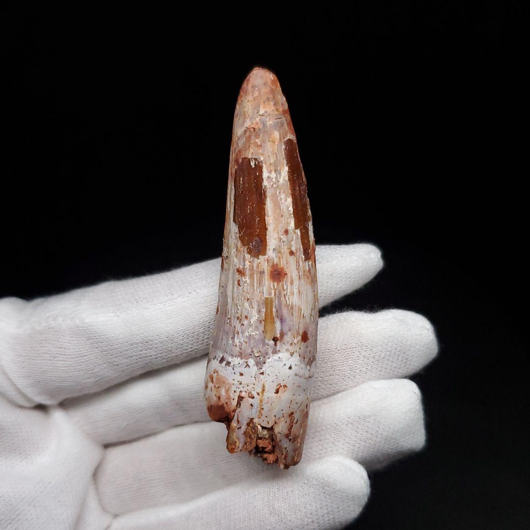 スピノサウルス 本物 モロッコ産 62.63mm sp471