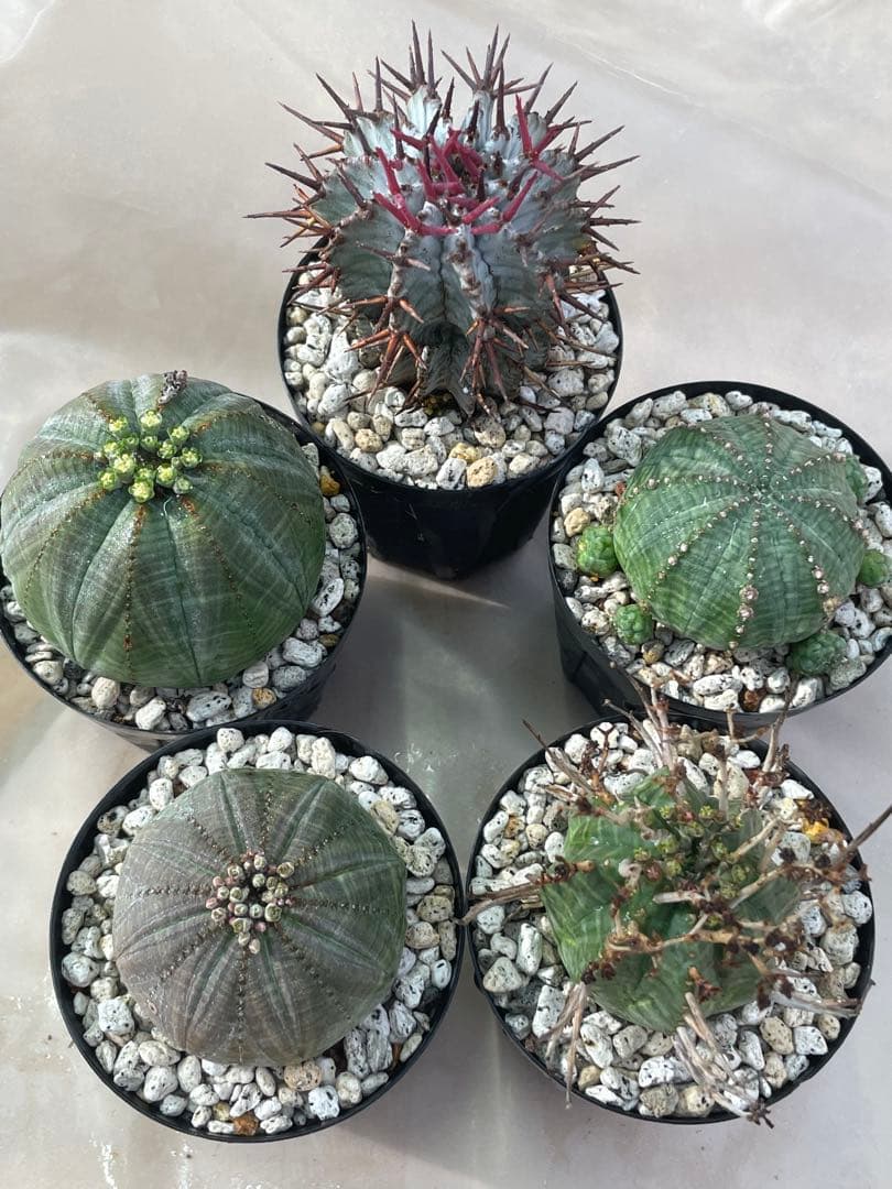ズ*イ様 ユーフォルビア5点セット 育てやすい大きさ、種類
