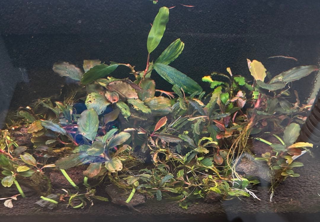 たまゆら　ブセファランドラ　ジャンク　大量