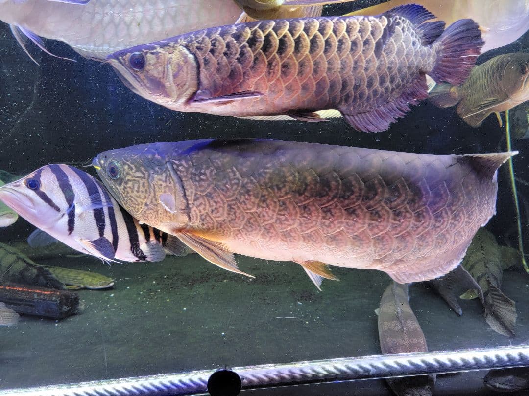 NISSO ガラス水槽　90規格水槽　900確認用