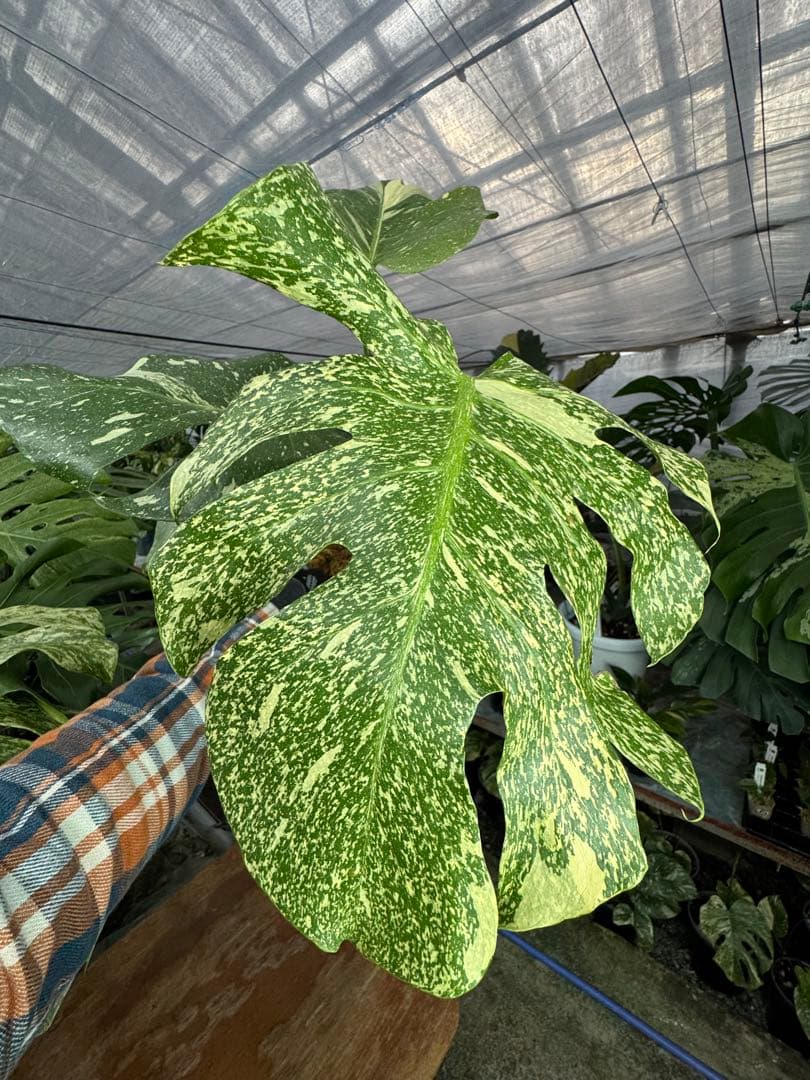 c*i様 5モンステラ　タイコンステレーション　スターライト