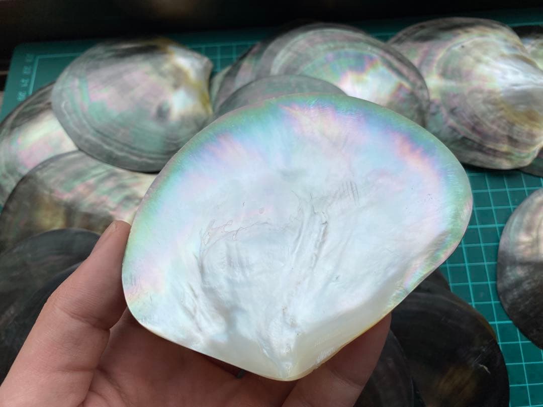 黒蝶貝　30枚セット磨き上げ済　美品