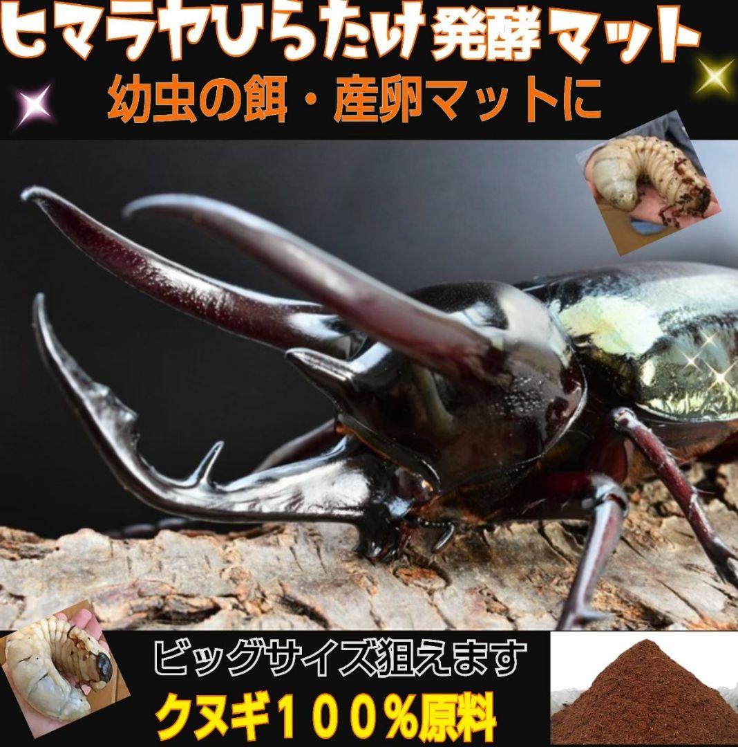 カブトムシ幼虫が大きくなる！産卵にも抜群です！ヒマラヤひらたけ発酵マット【6袋】