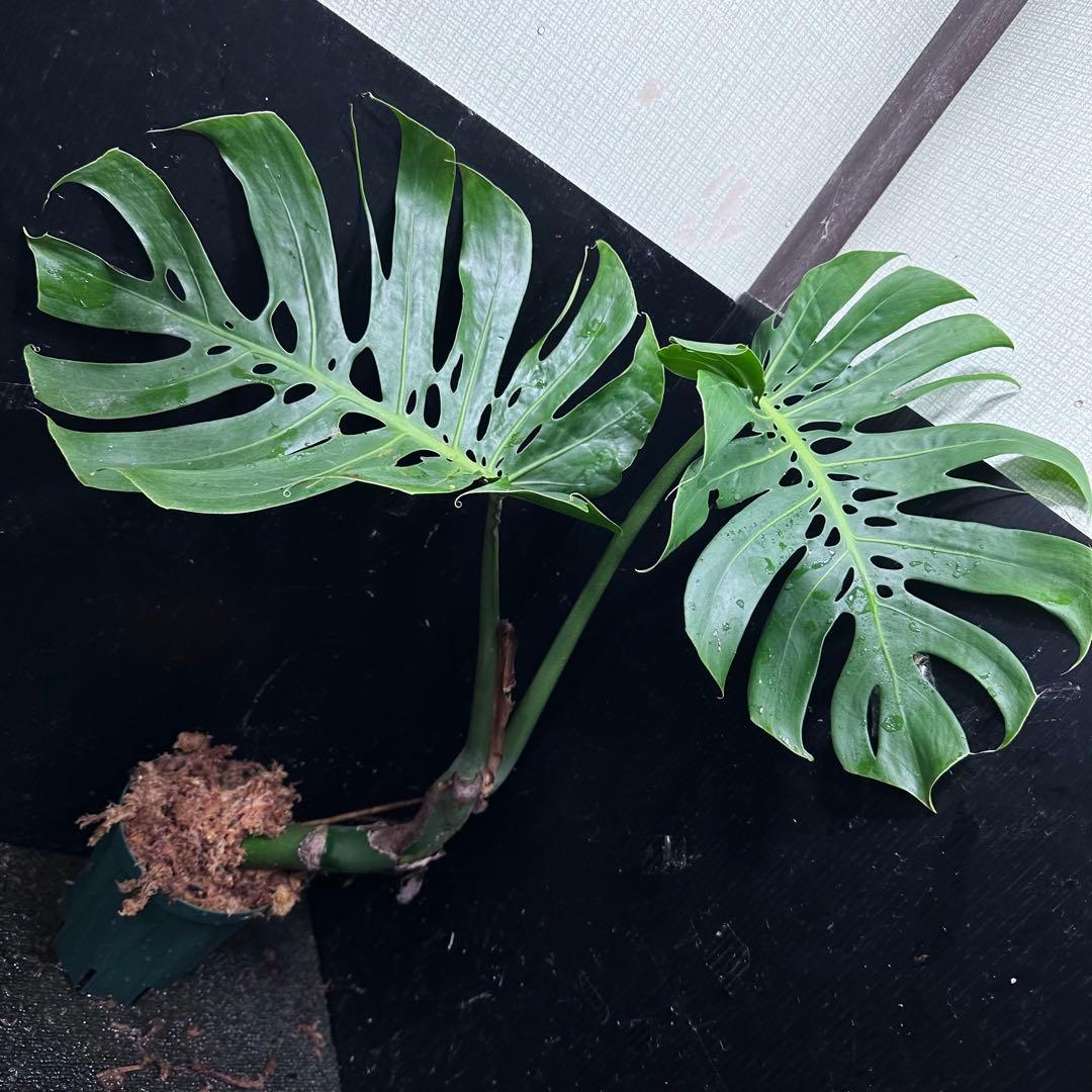 a*r様 モンステラデリシオーサマクロコズム超希少系統鉢植え69㎝