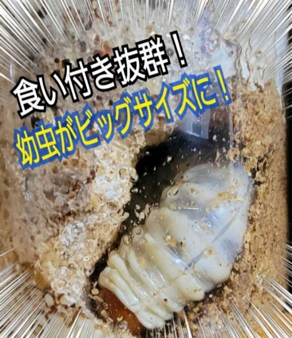 ニジイロクワガタにお薦め！極上！黒アワビタケ菌糸瓶【8本】トレハロース強化配合！