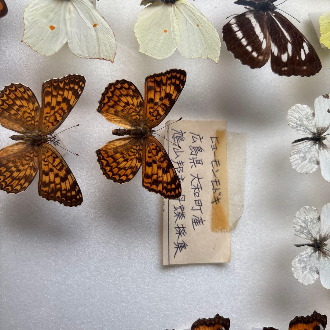 蝶の標本 木製フレーム41✖️51cm