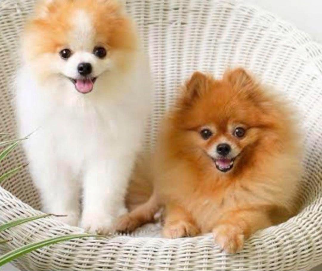 ドッグフード leonard