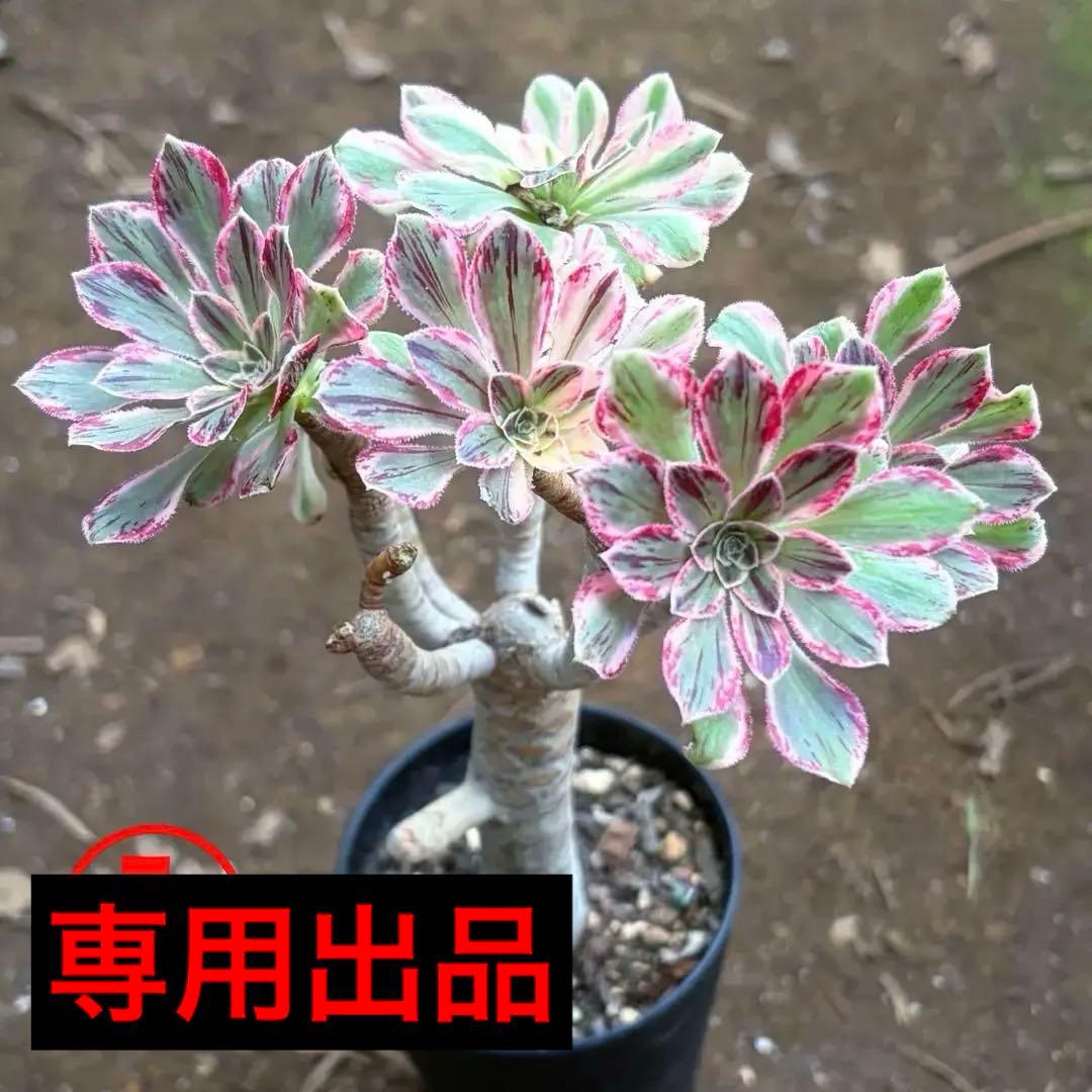 リリー☆様のお部屋　アエオニウム　V錦錦　紫浪　抜き苗