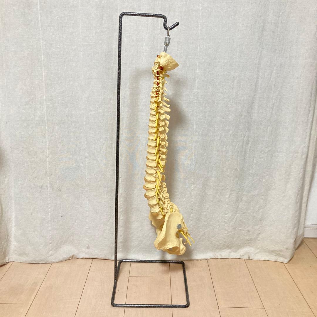 TomoP様　脊柱骨格模型　人体　接骨院カイロプラクティック　スタンド付き