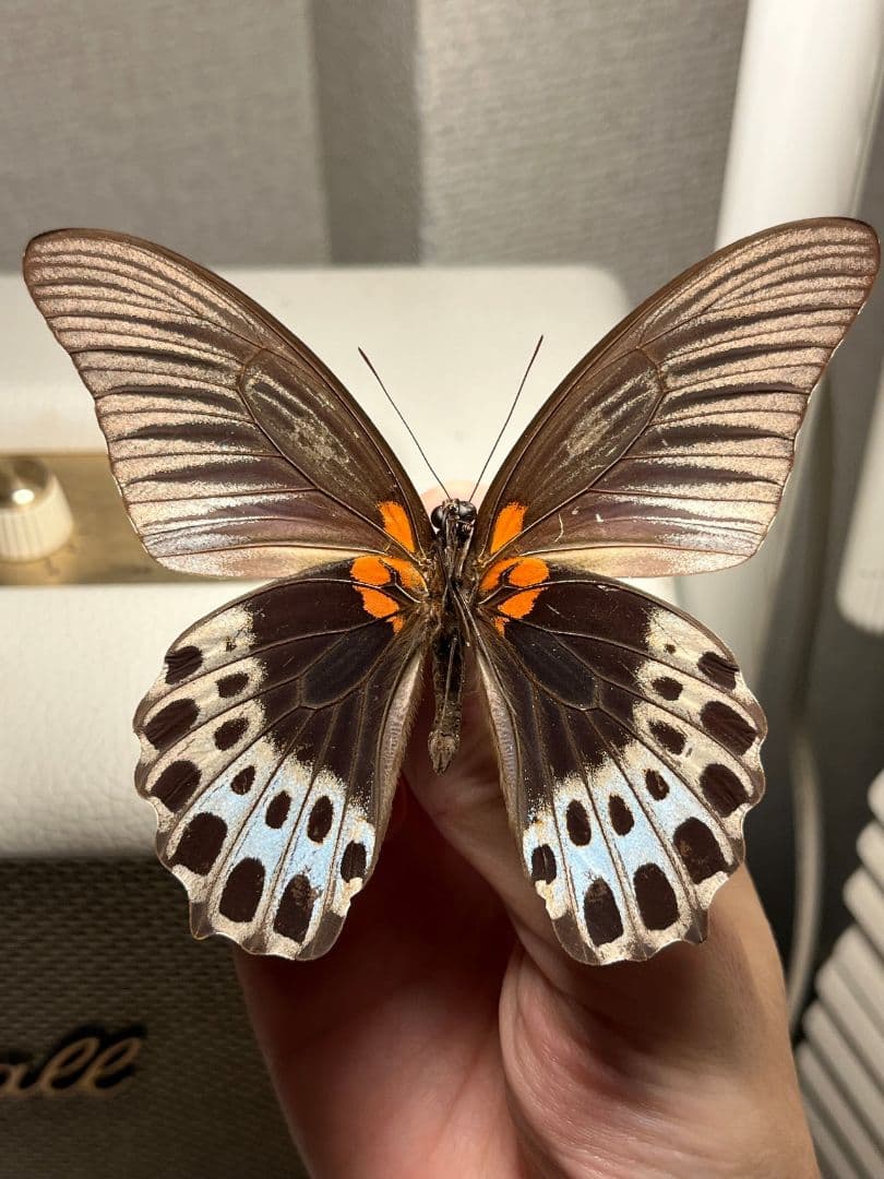 ナガサキアゲハ 外国産蝶標本 標本 野外採集品 モルフォ スルコスキーモルフォ