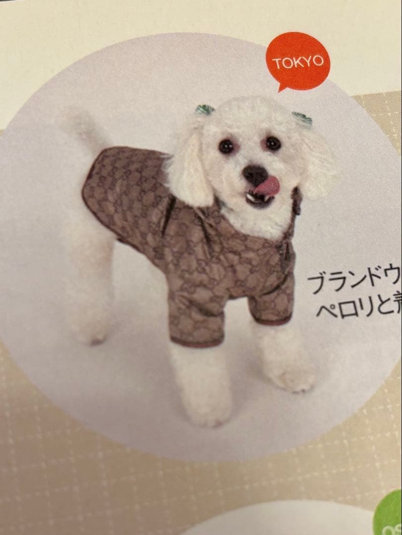 GUCCI フード付き犬用ウェア小型犬用